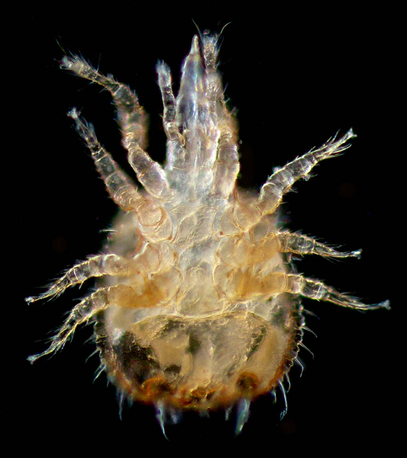 ホシモンマルノコダニ(Mixozercon stellifer)