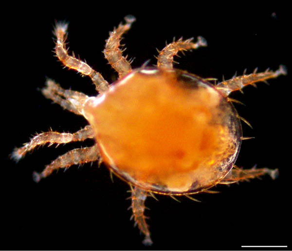 ナミヤリダニ属の1種 （Copriphis sp.）