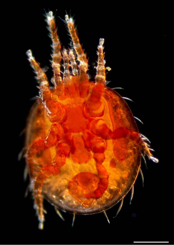 ナミヤリダニ属の1種 （Copriphis sp.）