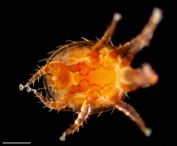 ナミヤリダニ属の1種 （Copriphis sp.）