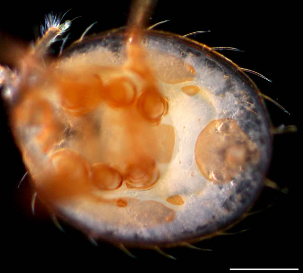 ナミヤリダニ属の1種 （Copriphis sp.）