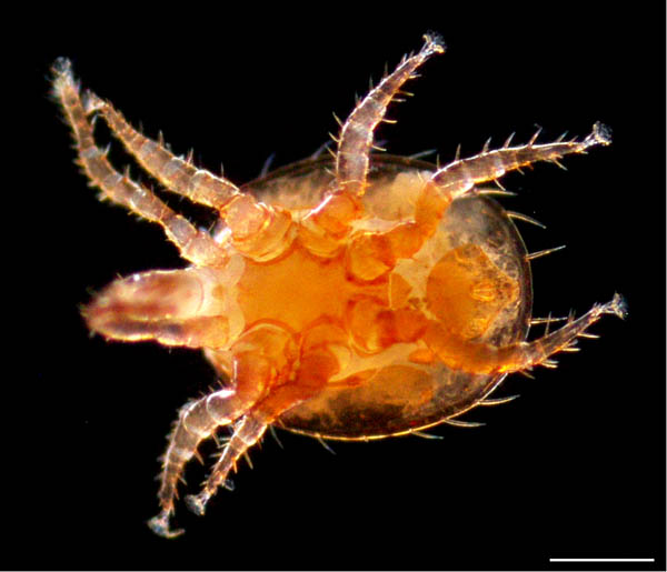 ナミヤリダニ属の1種 （Copriphis sp.）