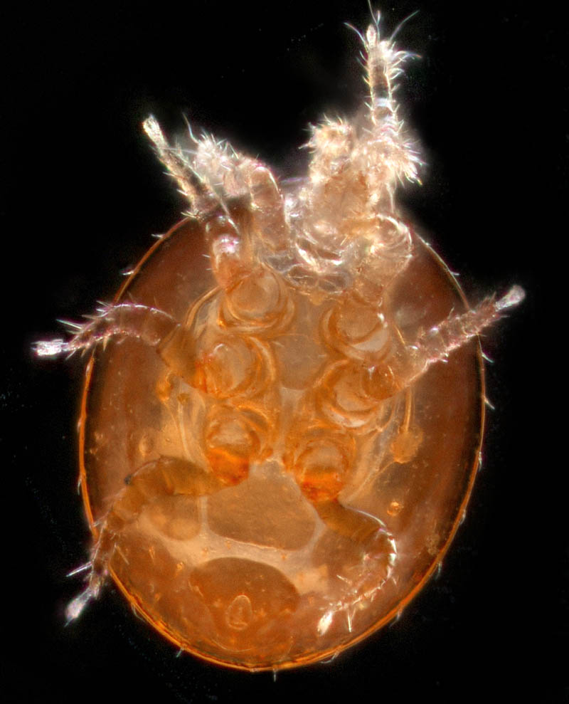 セマルヤリダニ属の1種 （Evimirus sp.）