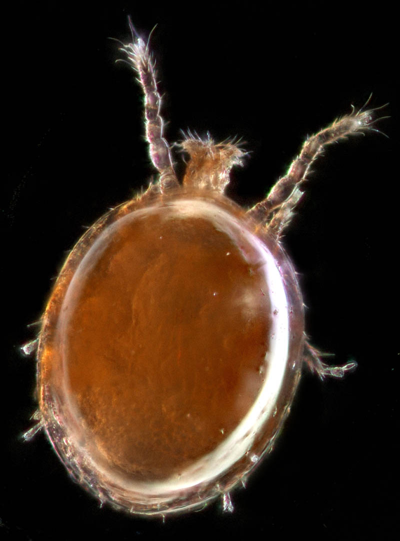 セマルヤリダニ属の1種 （Evimirus sp.）