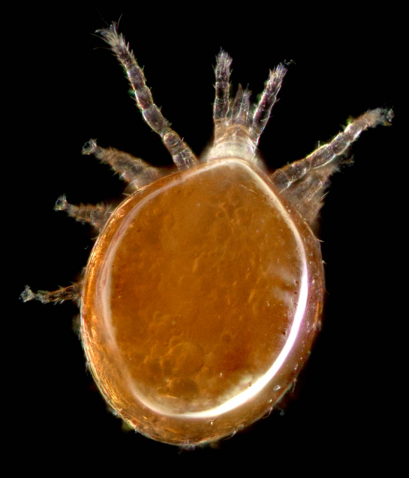 セマルヤリダニ属の1種 （Evimirus sp.）