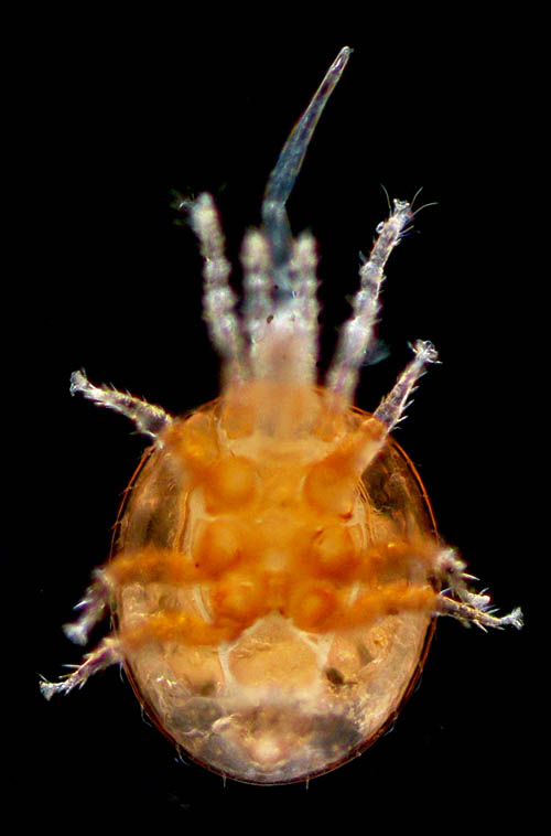 セマルヤリダニ属の1種 （Evimirus sp.）