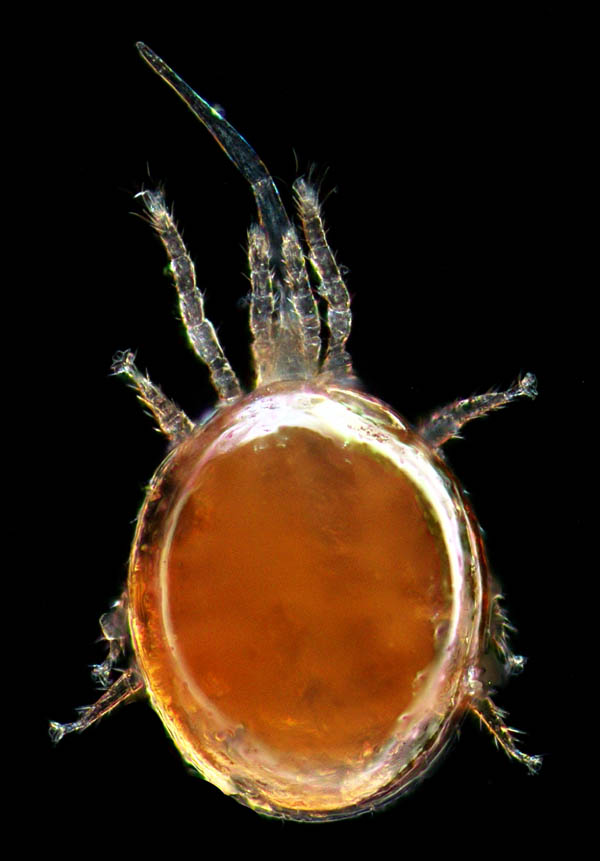 セマルヤリダニ属の1種 （Evimirus sp.）