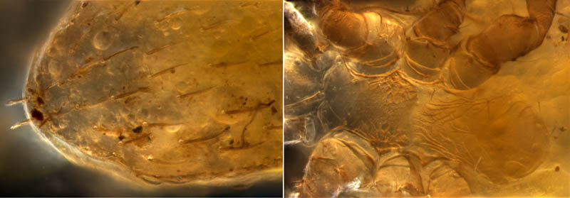 ホソトゲダニ属の1種（Hypoaspis sp.）