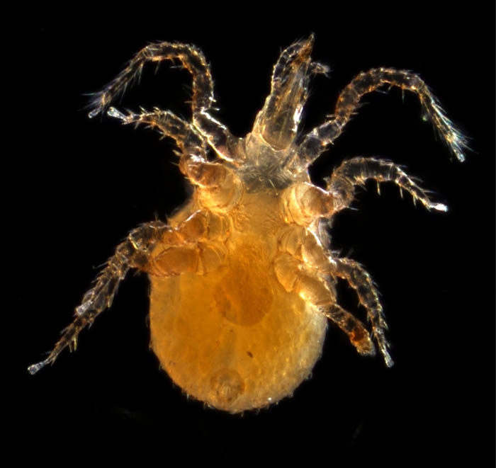 ホソトゲダニ属の1種（Hypoaspis sp.）