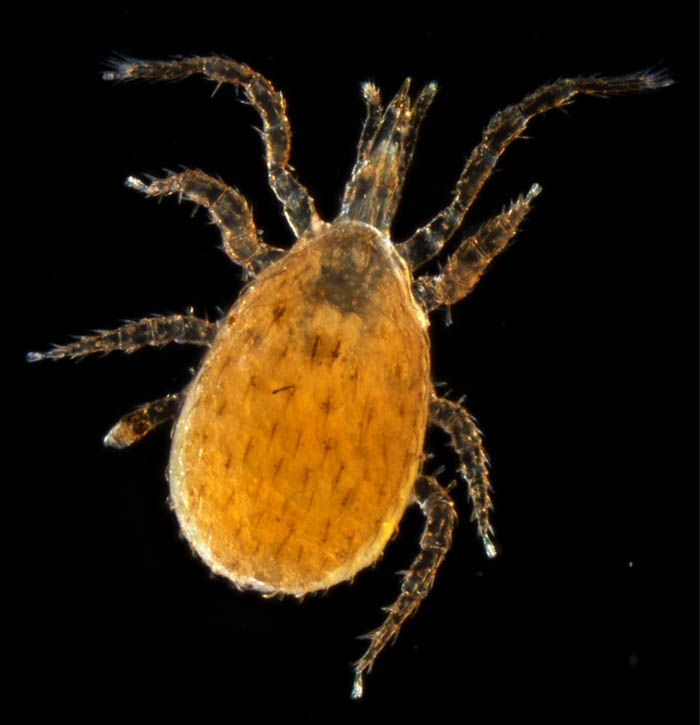 ホソトゲダニ属の1種（Hypoaspis sp.）