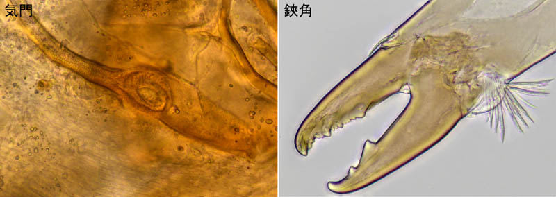 ホソトゲダニ属の1種（Hypoaspis sp.）
