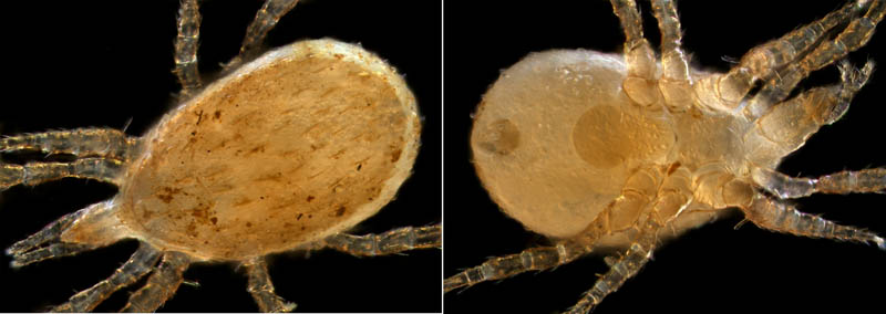 ホソトゲダニ属の1種（Hypoaspis sp.）