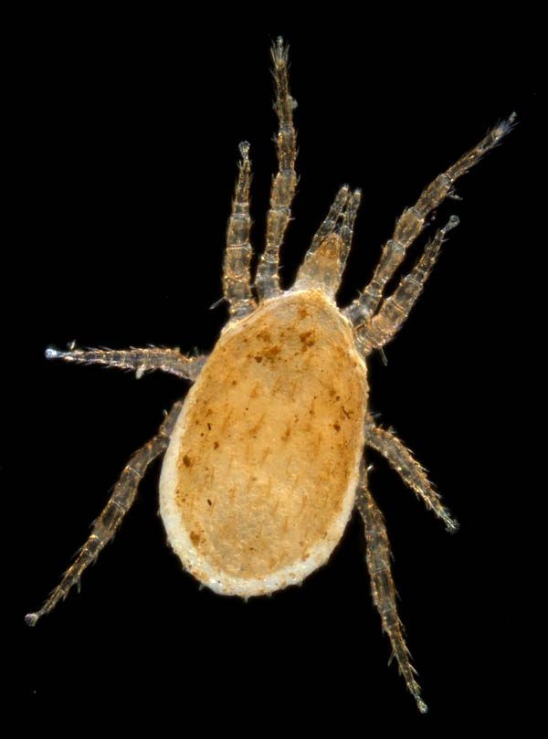 ホソトゲダニ属の1種（Hypoaspis sp.）