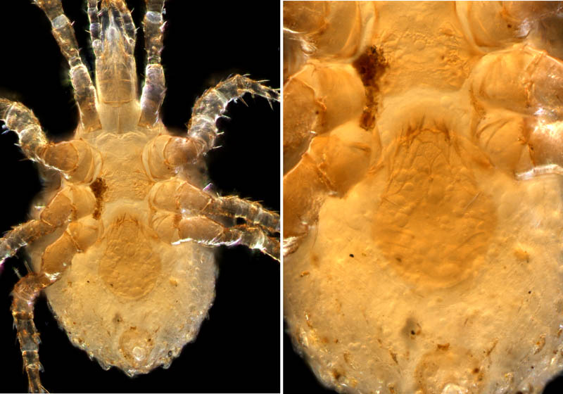 ホソトゲダニ属の1種（Hypoaspis sp.）