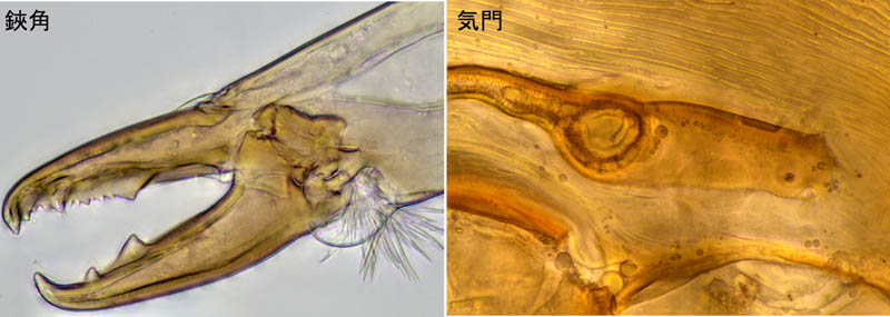 ホソトゲダニ属の1種（Hypoaspis sp.）