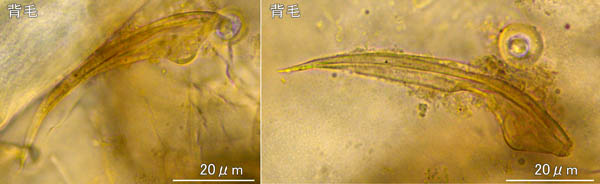 ホソトゲダニ属の1種（Hypoaspis sp.）