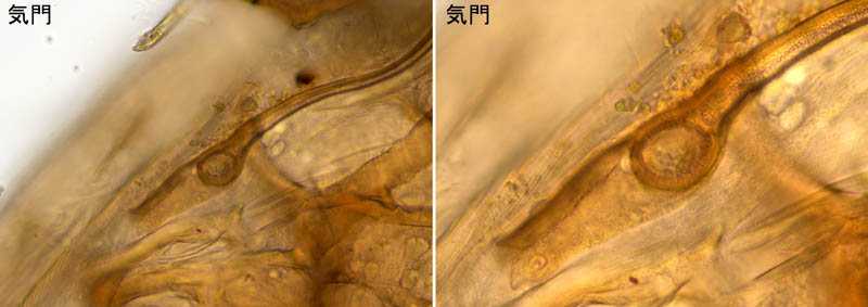 ホソトゲダニ属の1種（Hypoaspis sp.）