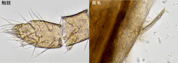 ホソトゲダニ属の1種（Hypoaspis sp.）