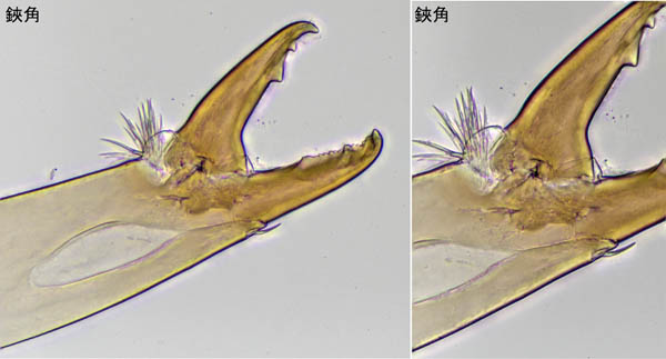 ホソトゲダニ属の1種（Hypoaspis sp.）