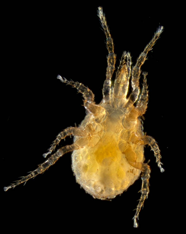 ホソトゲダニ属の1種（Hypoaspis sp.）