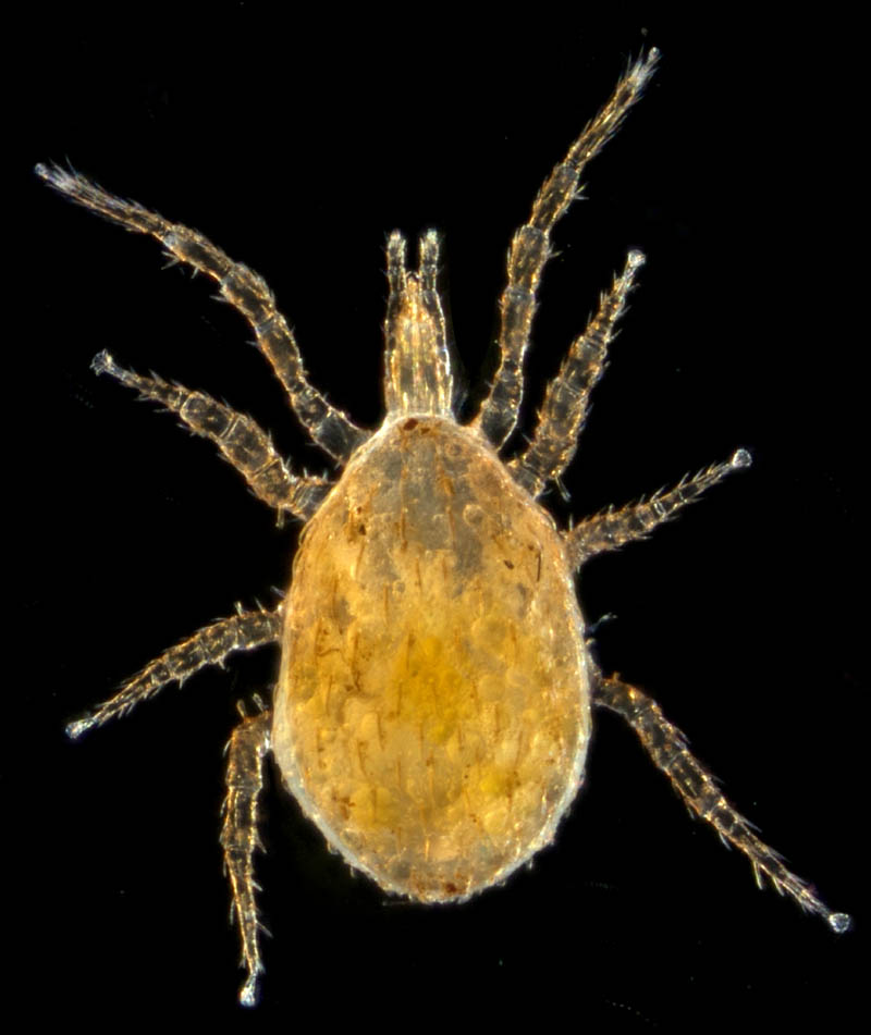 ホソトゲダニ属の1種（Hypoaspis sp.）