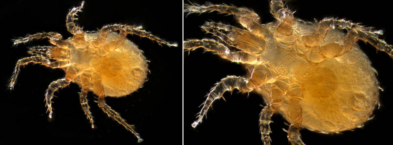 ホソトゲダニ属の1種（Hypoaspis sp.）