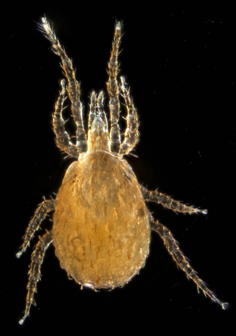 ホソトゲダニ属の1種（Hypoaspis sp.）