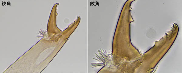 ホソトゲダニ属の1種（Hypoaspis sp.）
