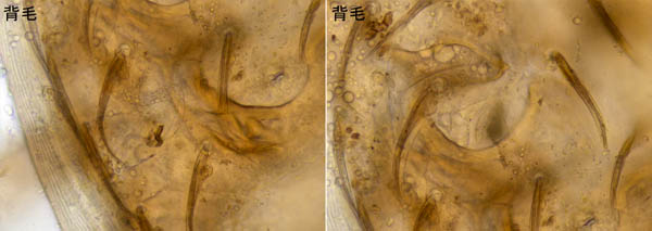 ホソトゲダニ属の1種（Hypoaspis sp.）