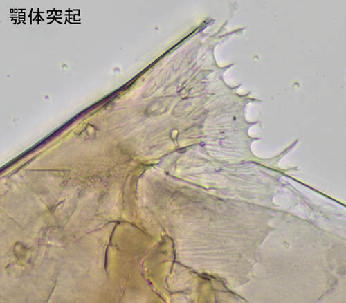 ホソトゲダニ属の1種（Hypoaspis sp.）
