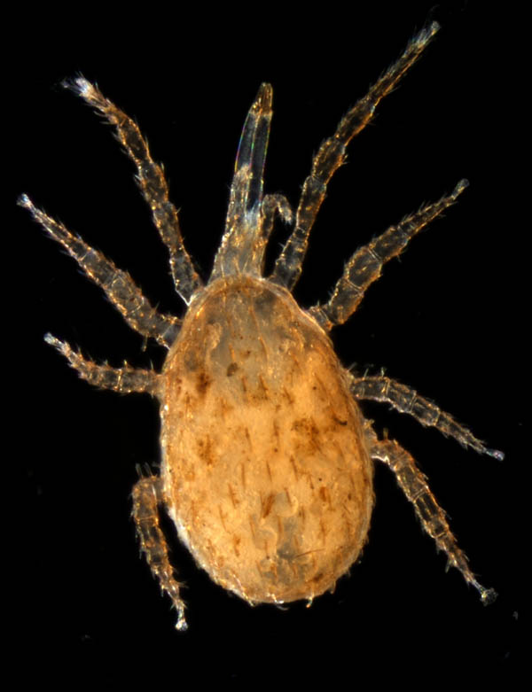 ホソトゲダニ属の1種（Hypoaspis sp.）