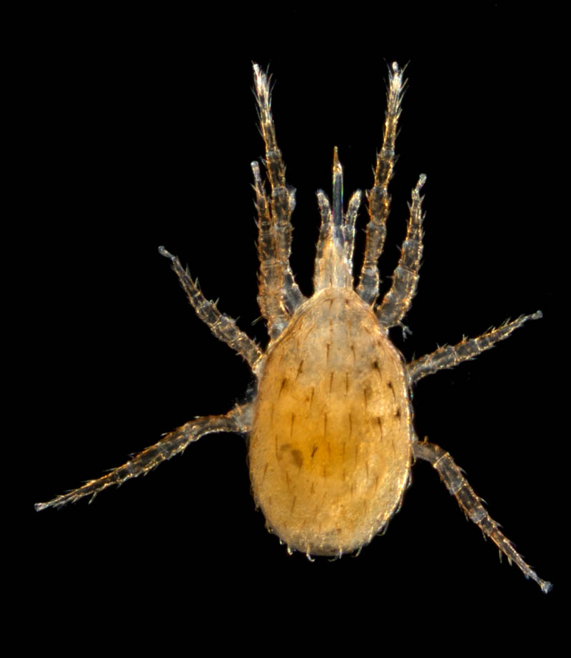 ホソトゲダニ属の1種（Hypoaspis sp.）