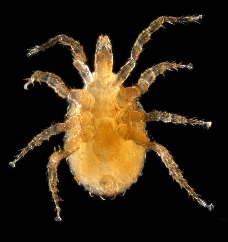 ホソトゲダニ属の1種（Hypoaspis sp.）