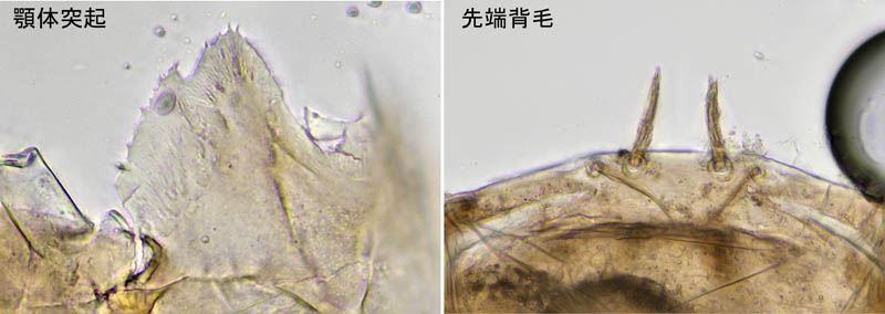 ホソトゲダニ属の1種（Hypoaspis sp.）
