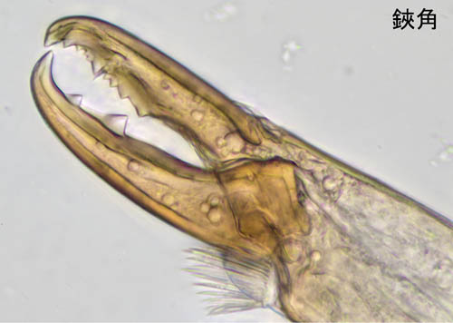 ホソトゲダニ属の1種（Hypoaspis sp.）