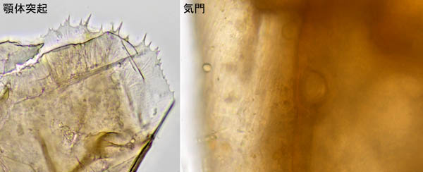 ホソトゲダニ属の1種（Hypoaspis sp.）