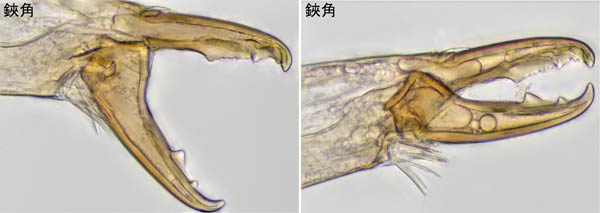 ホソトゲダニ属の1種（Hypoaspis sp.）