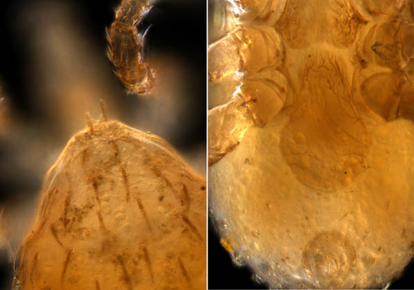 ホソトゲダニ属の1種（Hypoaspis sp.）