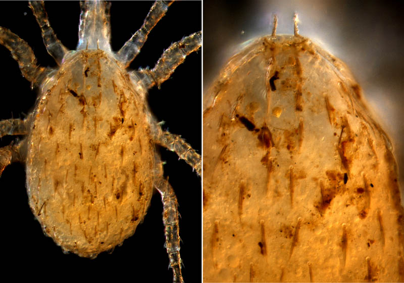 ホソトゲダニ属の1種（Hypoaspis sp.）