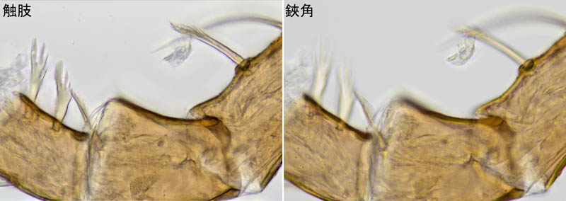 ヤドリダニ科（Parasitidae）の１種