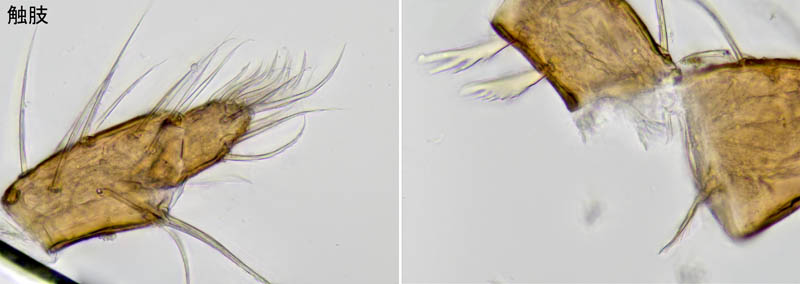 ヤドリダニ科（Parasitidae）の１種