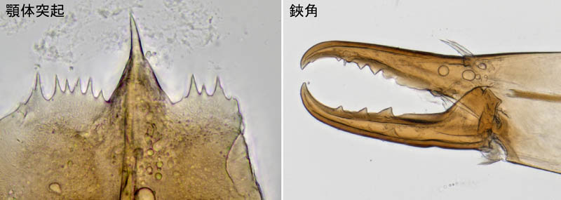 ヤドリダニ科（Parasitidae）の１種
