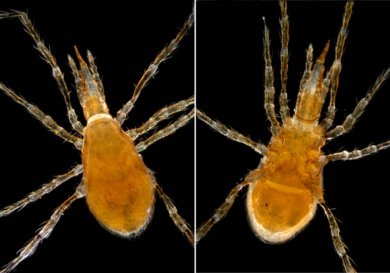 ヤドリダニ科（Parasitidae）の１種