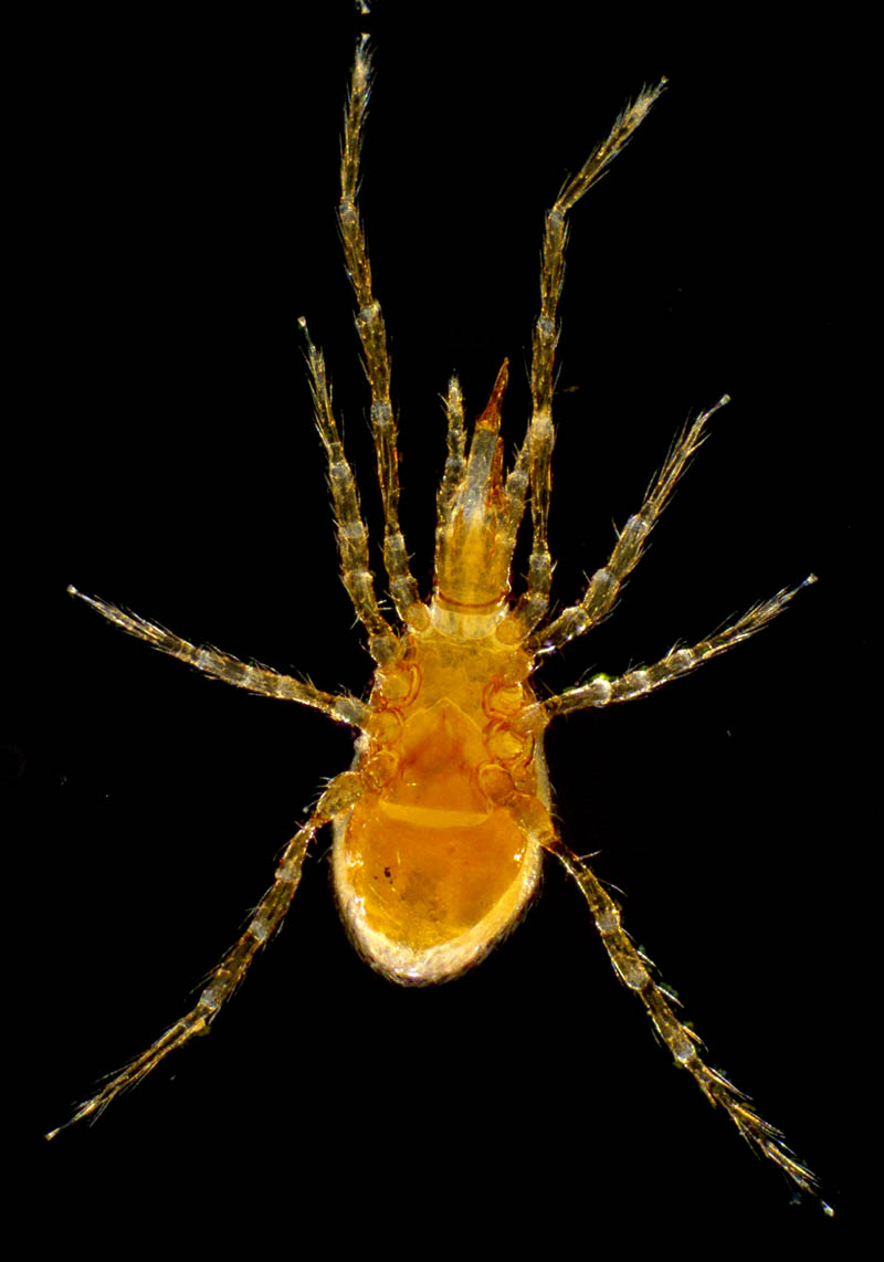 ヤドリダニ科（Parasitidae）の１種