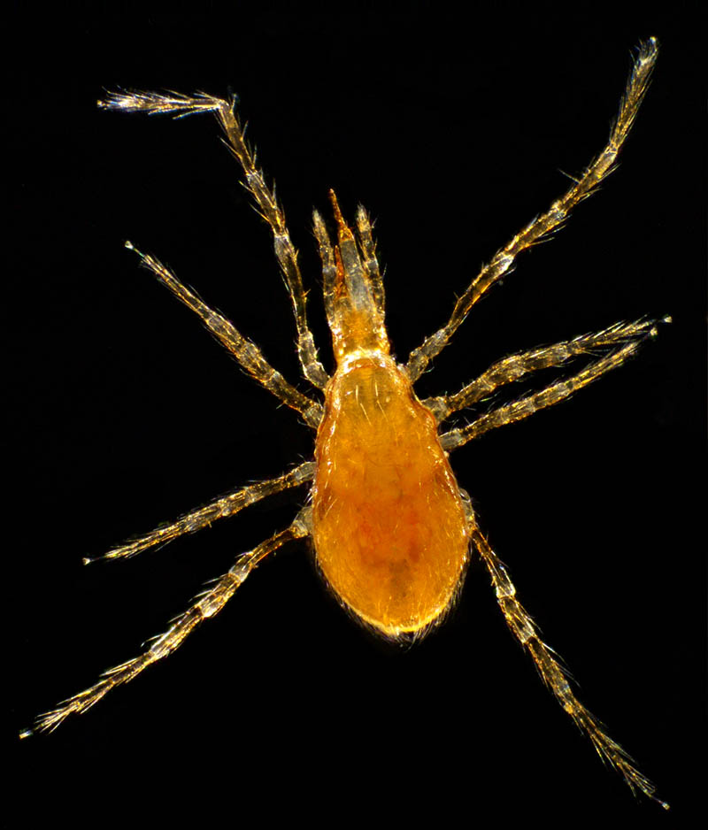 ヤドリダニ科（Parasitidae）の１種