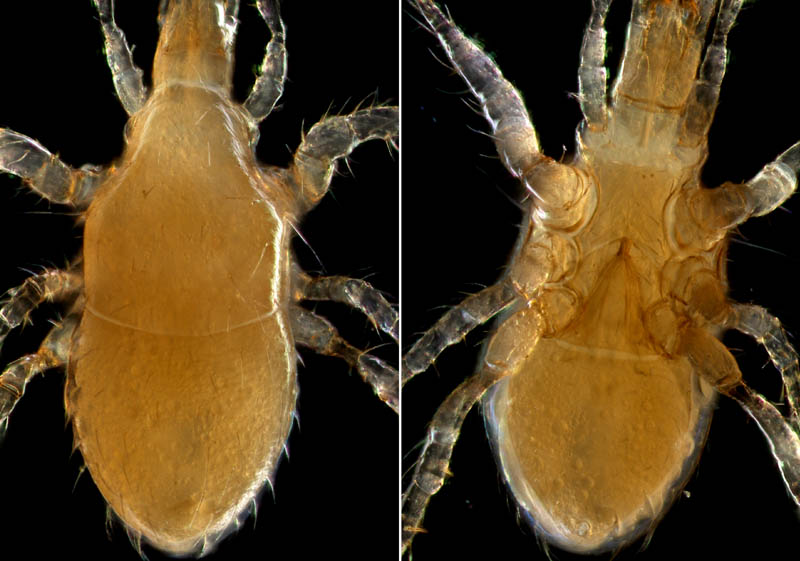 ヤドリダニ科（Parasitidae）の１種