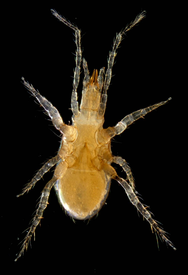 ヤドリダニ科（Parasitidae）の１種