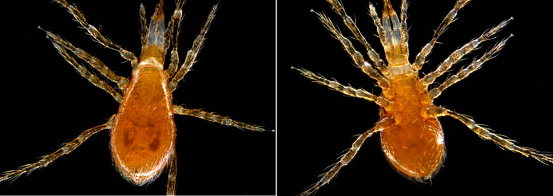 ヤドリダニ科（Parasitidae）の１種