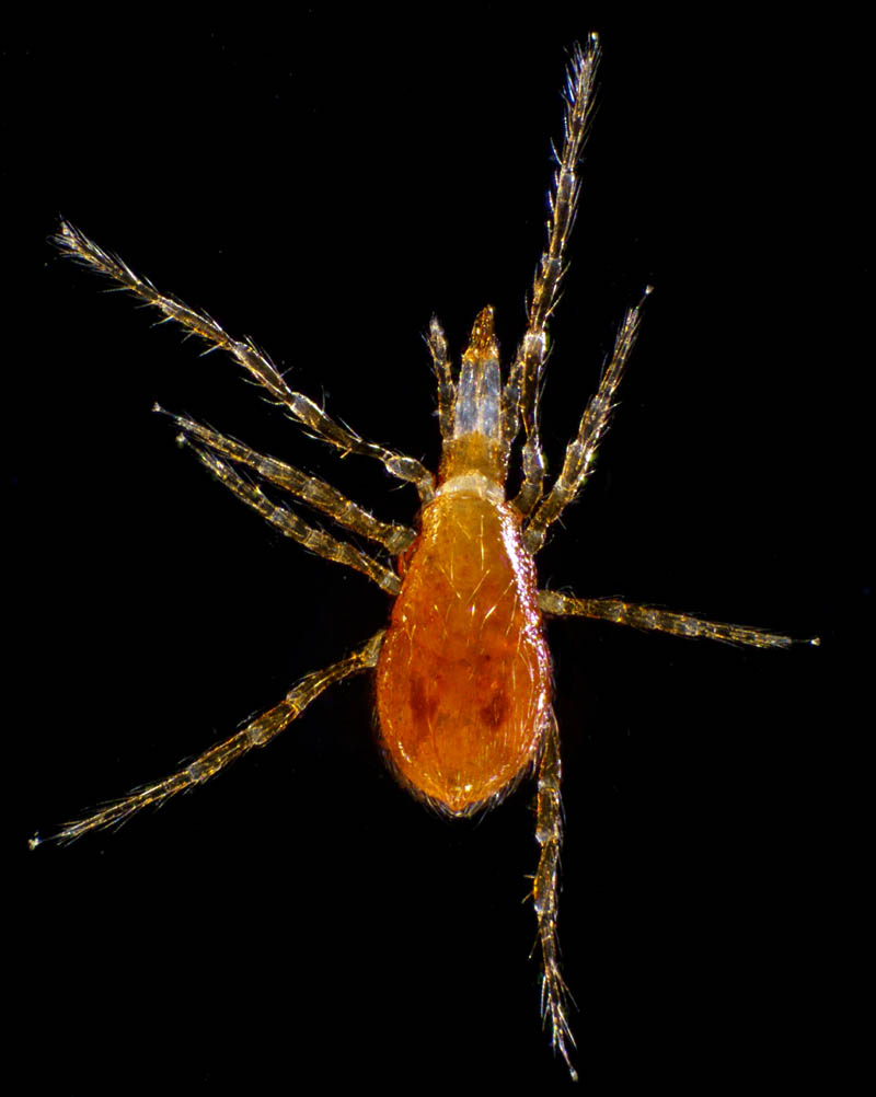 ヤドリダニ科（Parasitidae）の１種