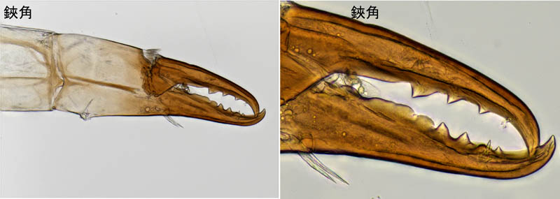ヤドリダニ科（Parasitidae）の１種